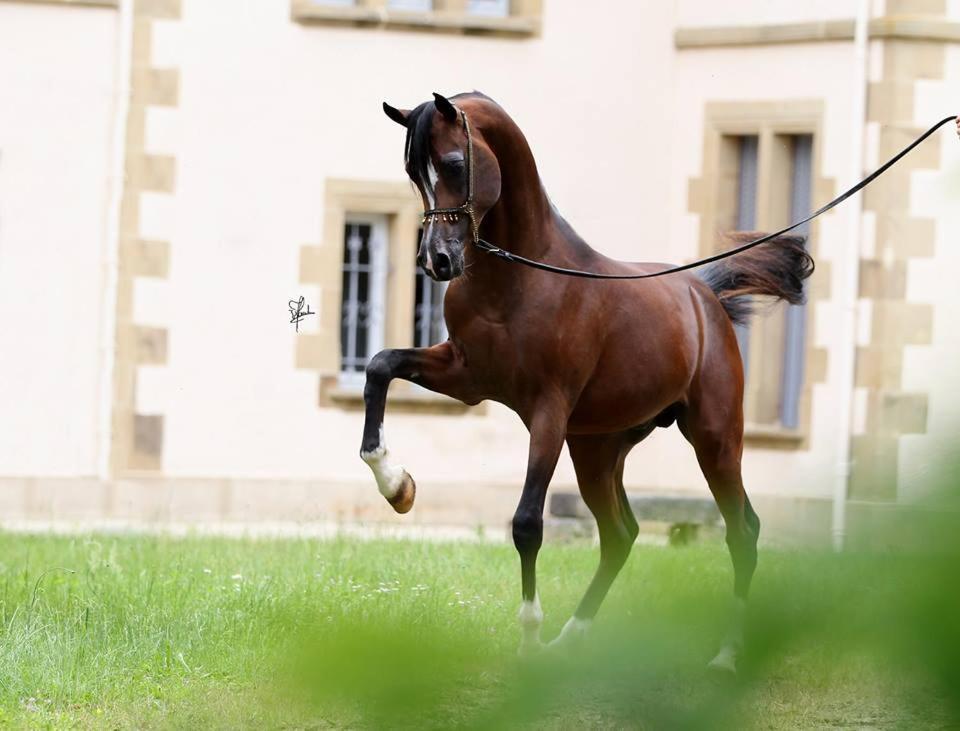 Le Haras Du Favry Apartment Palinges Luaran gambar