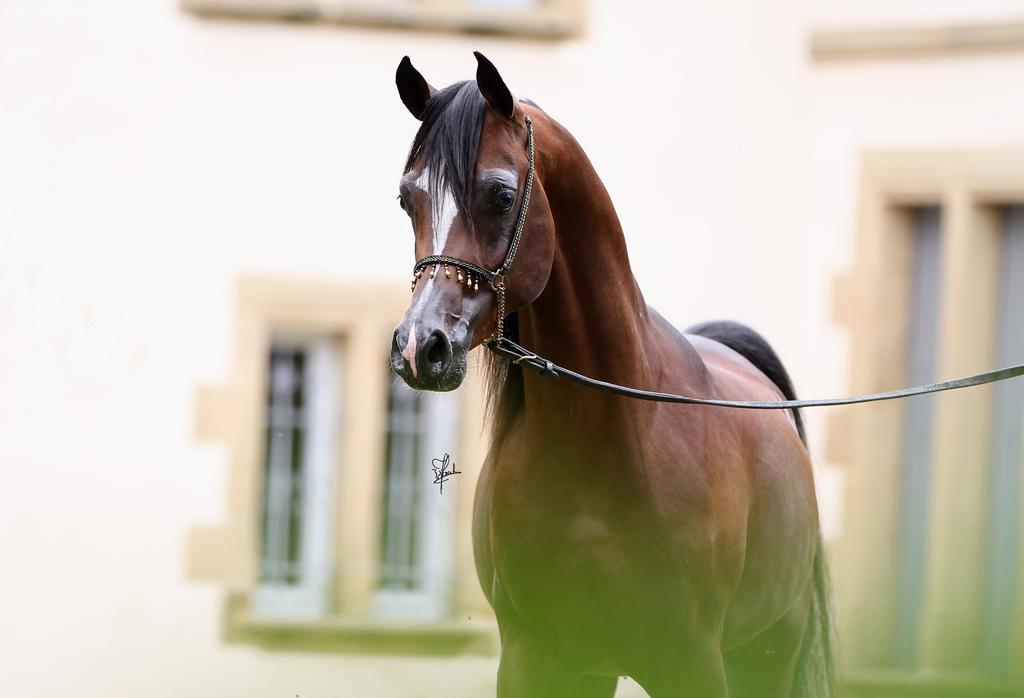 Le Haras Du Favry Apartment Palinges Luaran gambar